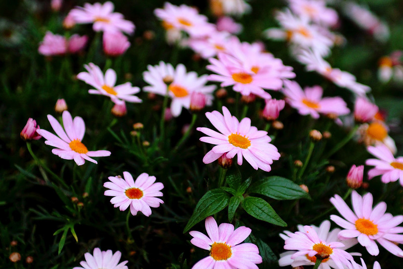 IMAGE: http://arroshotz.smugmug.com/photos/1244114518_7EdH6-L.jpg